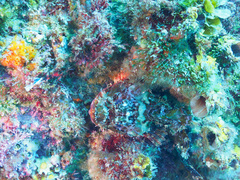 Scorpaena jacksoniensis