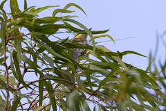 Gavicalis fasciogularis