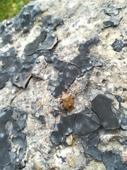 Carpocoris fuscispinus