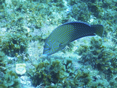 Anampses caeruleopunctatus