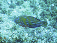 Anampses caeruleopunctatus