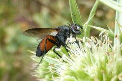 Eriothrix rufomaculata