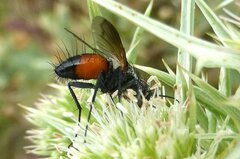 Eriothrix rufomaculata