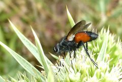 Eriothrix rufomaculata