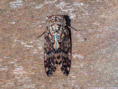 Platypleura kaempferi