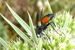 Eriothrix rufomaculata