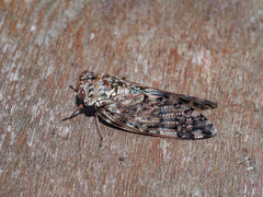 Platypleura kaempferi