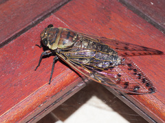 Cicadoidea