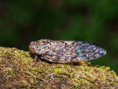 Platypleura kaempferi