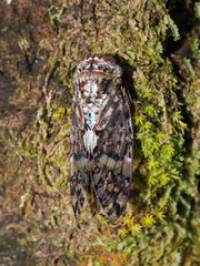 Platypleura kaempferi