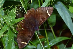 Erebus hieroglyphica