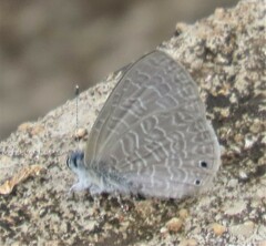 Pseudonacaduba sichela