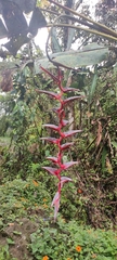 Heliconia griggsiana
