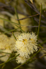 Acacia assimilis