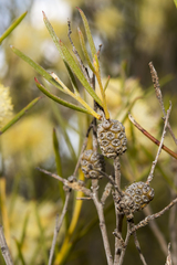 Acacia assimilis
