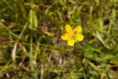 Potentilla hippiana