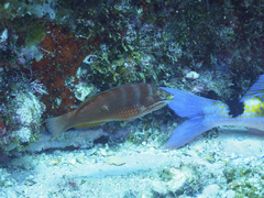 Pseudolabrus luculentus