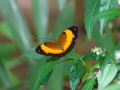 Cupha prosope