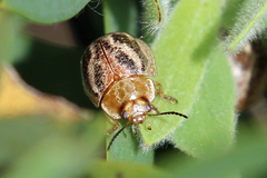 Paropsisterna semifumata