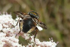 Ectophasia leucoptera