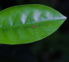 Pseudogagrella splendens
