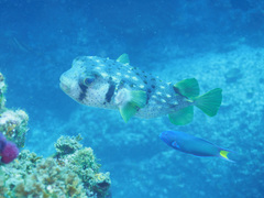 Dicotylichthys punctulatus