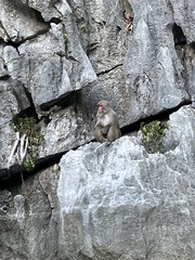 Macaca mulatta