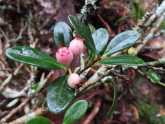 Vaccinium emarginatum