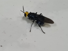 Cyphomyia