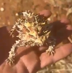Moloch horridus