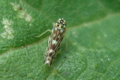 Eupteryx urticae