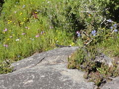 Karusasaurus polyzonus