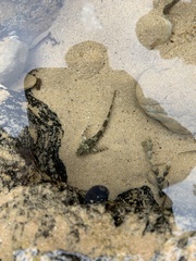 Lepidoblennius haplodactylus