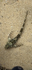 Lepidoblennius haplodactylus