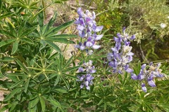 Lupinus argenteus