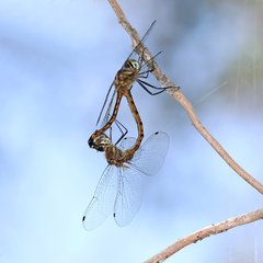 Hemicordulia continentalis