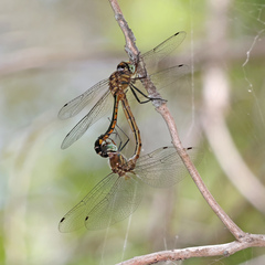 Hemicordulia continentalis