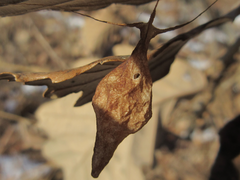 Cyrtarachne inaequalis