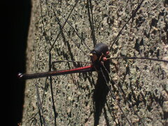 Neopantopsalis pentheter