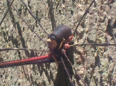 Neopantopsalis pentheter