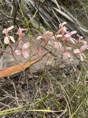 Pelargonium pinnatum