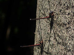 Neopantopsalis pentheter