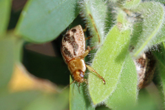 Paropsisterna semifumata