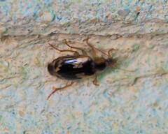 Anomotarus crudelis