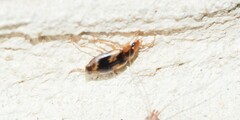 Anomotarus crudelis