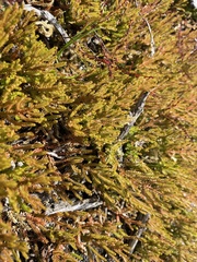 Selaginella uliginosa