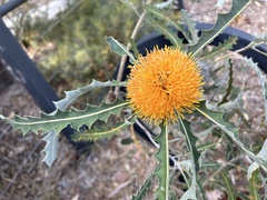 Banksia prionotes