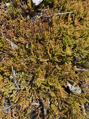 Selaginella uliginosa