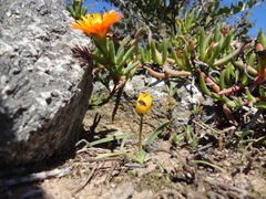 Lampranthus aureus
