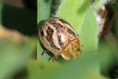 Paropsisterna semifumata